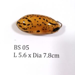 Thai Amulet – POLISHED BODHI SEED (BS 05) – POLISHED THOUSAND EYES BODHI SEED – PROMOTIONAL PRICE: S$28.00(Usual: S$35.00) – FREE (Whilst Stock Last): Micro Gold Amulet Pin, Adjustable Nylon String Necklace & Jewelry Box