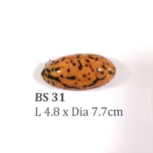 Thai Amulet – POLISHED BODHI SEED (BS 31) – POLISHED THOUSAND EYES BODHI SEED – PROMOTIONAL PRICE: S$28.00(Usual: S$35.00) – FREE (Whilst Stock Last): Micro Gold Amulet Pin, Adjustable Nylon String Necklace & Jewelry Box