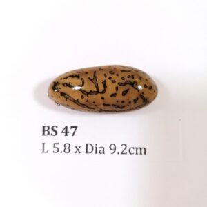 Thai Amulet – POLISHED BODHI SEED (BS 47) – POLISHED THOUSAND EYES BODHI SEED – PROMOTIONAL PRICE: S$28.00(Usual: S$35.00) – FREE (Whilst Stock Last): Micro Gold Amulet Pin, Adjustable Nylon String Necklace & Jewelry Box