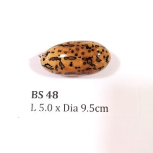 Thai Amulet – POLISHED BODHI SEED (BS 48) – POLISHED THOUSAND EYES BODHI SEED – PROMOTIONAL PRICE: S$28.00(Usual: S$35.00) – FREE (Whilst Stock Last): Micro Gold Amulet Pin, Adjustable Nylon String Necklace & Jewelry Box