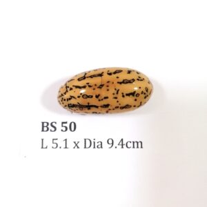 Thai Amulet – POLISHED BODHI SEED (BS 50) – POLISHED THOUSAND EYES BODHI SEED – PROMOTIONAL PRICE: S$28.00(Usual: S$35.00) – FREE (Whilst Stock Last): Micro Gold Amulet Pin, Adjustable Nylon String Necklace & Jewelry Box