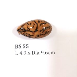 Thai Amulet – POLISHED BODHI SEED (BS 55) – POLISHED THOUSAND EYES BODHI SEED – PROMOTIONAL PRICE: S$28.00(Usual: S$35.00) – FREE (Whilst Stock Last): Micro Gold Amulet Pin, Adjustable Nylon String Necklace & Jewelry Box